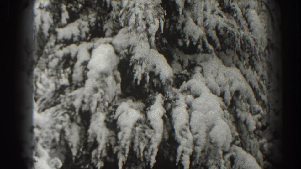 Snow-laden evergreen branches fill the frame in 1938 8mm home-movie footage from Martinsburg, West Virginia.
