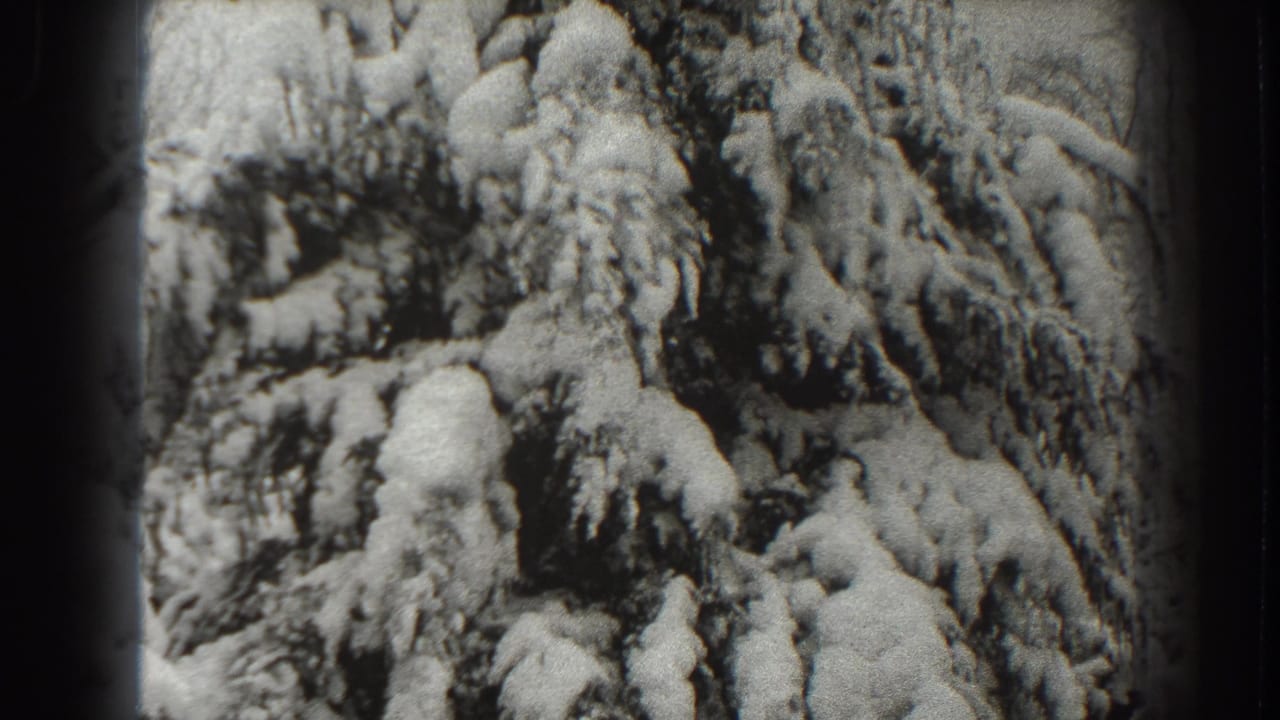A close black-and-white view shows evergreen limbs weighted with snow during the Martinsburg winter pan.