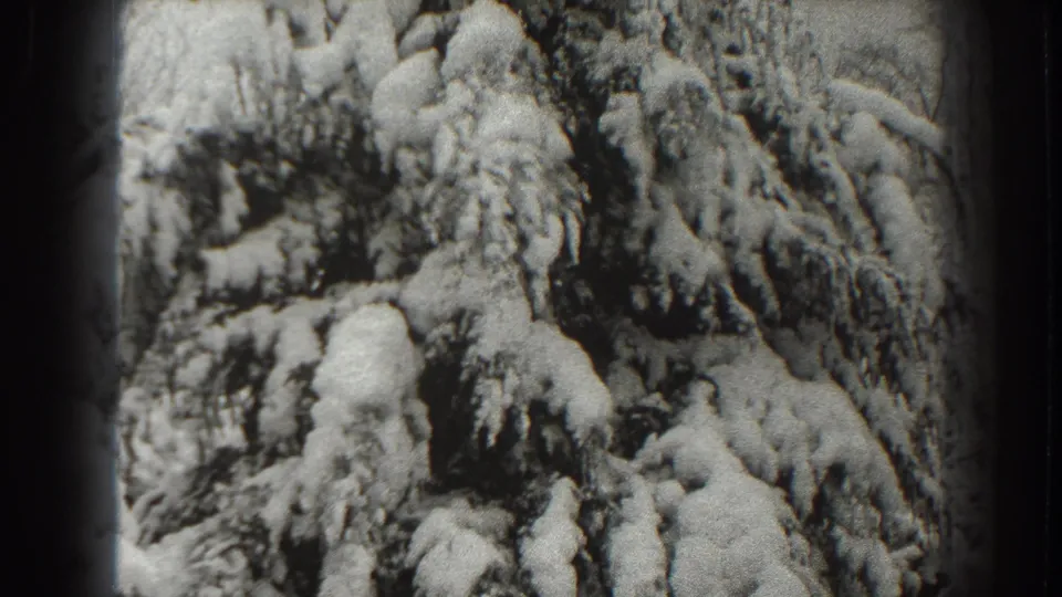 A close black-and-white view shows evergreen limbs weighted with snow during the Martinsburg winter pan.