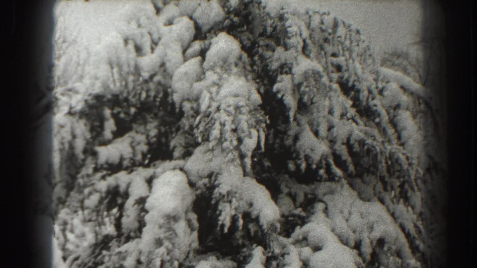 The upward pan reaches another dense section of snow-covered evergreen branches in the 1938 Martinsburg home movie.