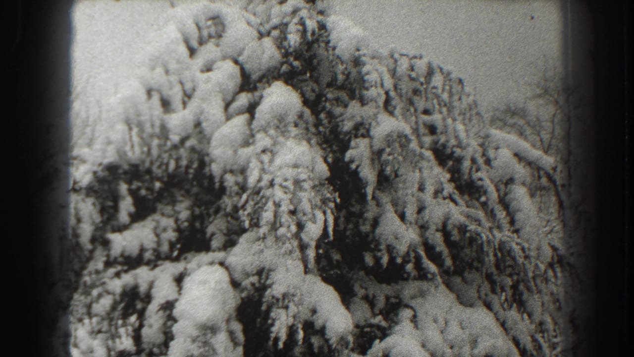 Snow-covered evergreen branches fill the frame in black-and-white film.