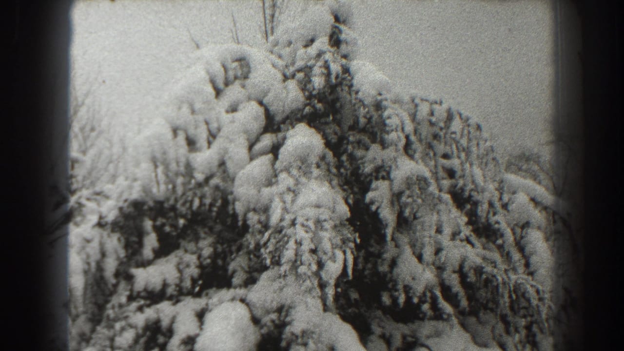A dense evergreen is covered with heavy snow against a pale background.