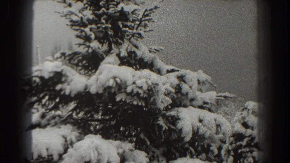 Close 1938 8mm frame of lower evergreen branches carrying deep snow, with no people or buildings visible.