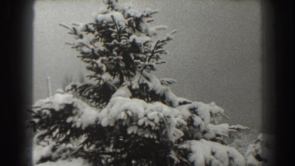 1938 Martinsburg home-movie frame showing the icy top of a pine tree, its branches weighed down by snow against a pale sky.