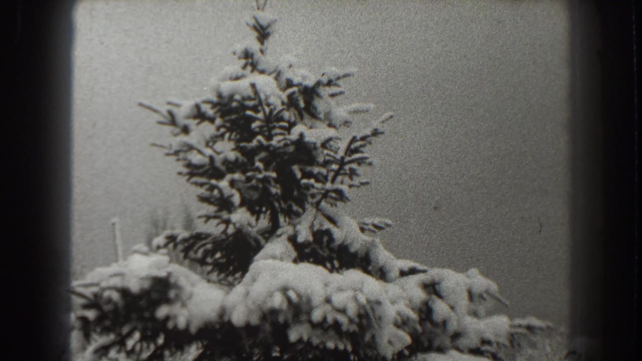 Icy evergreen treetop with snow-packed branches and rounded film-frame edges.