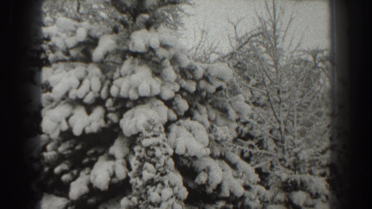 Dense evergreen branches coated with snow beside bare winter trees.