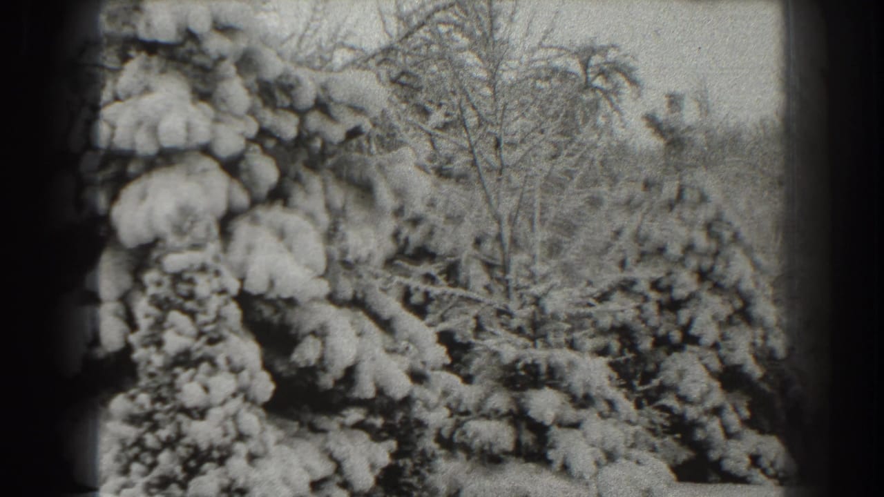 A soft 8mm winter frame from Martinsburg showing snow-packed evergreens and leafless trees in the background.