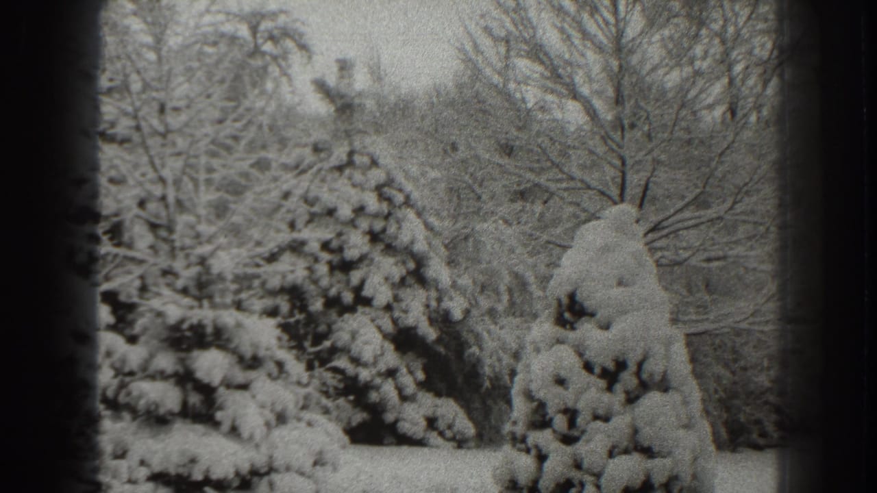 Snowy evergreen shrubs stand before bare trees in a quiet winter scene.