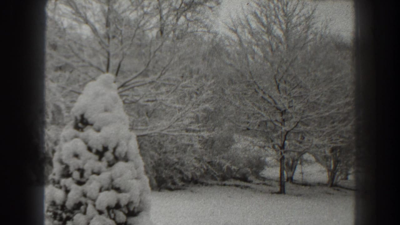 Snowy evergreen in front of bare trees and a white winter yard.