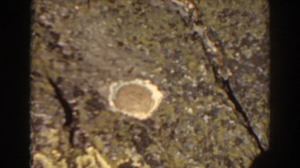 Close view of Mount Washington ground texture, showing rock, moss, cracks, and pale lichen.