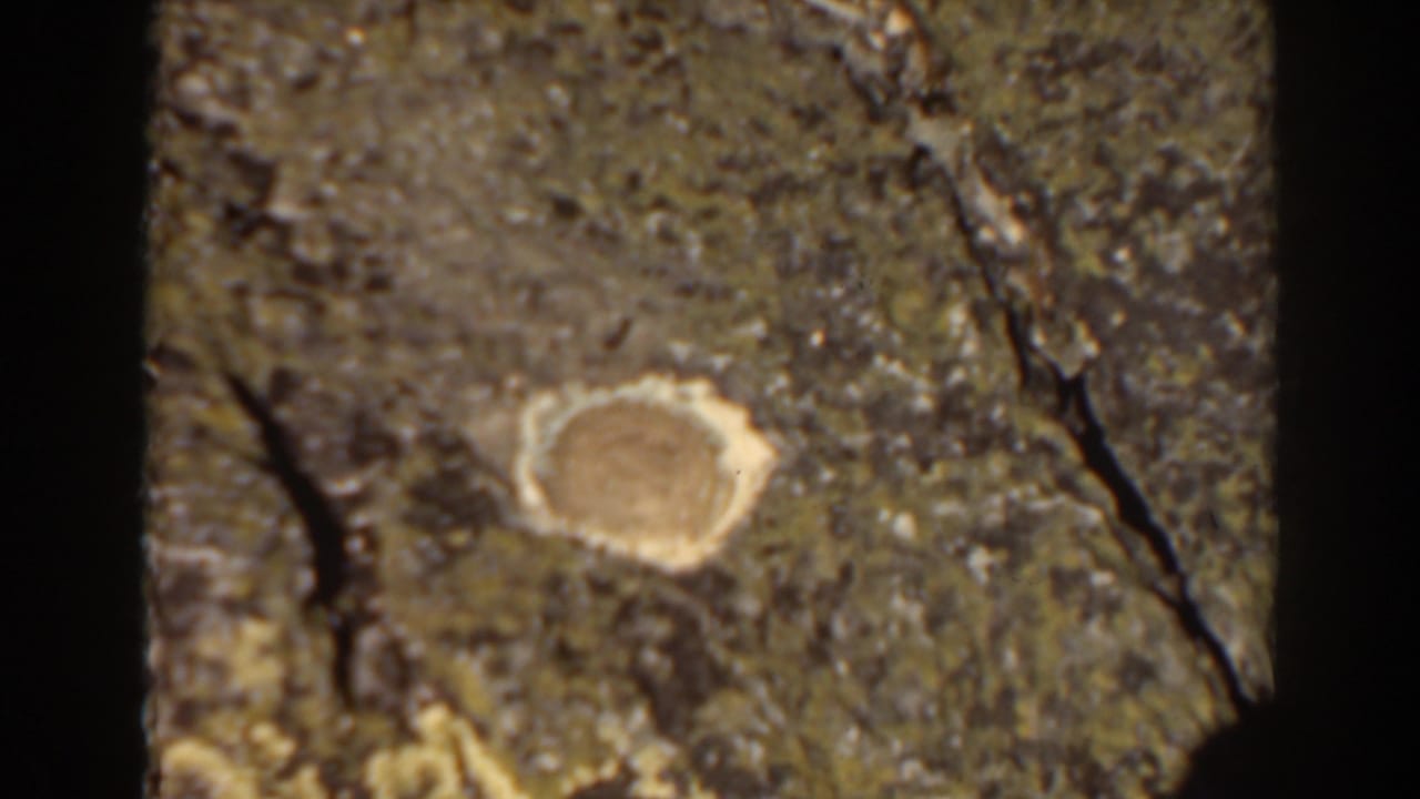Close view of a round pale yellow object set in textured green and brown ground.