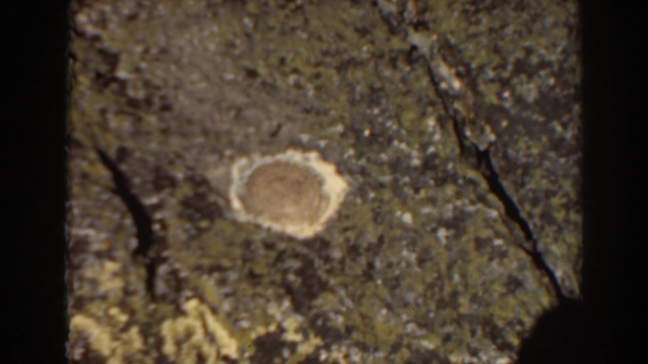 Similar close view of a round pale object in rough green and brown terrain.