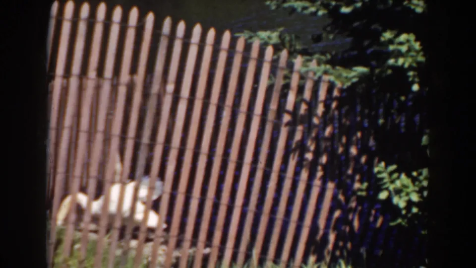 1938 home-movie frame of a pale animal behind closely spaced wooden fence slats in a shaded outdoor area.