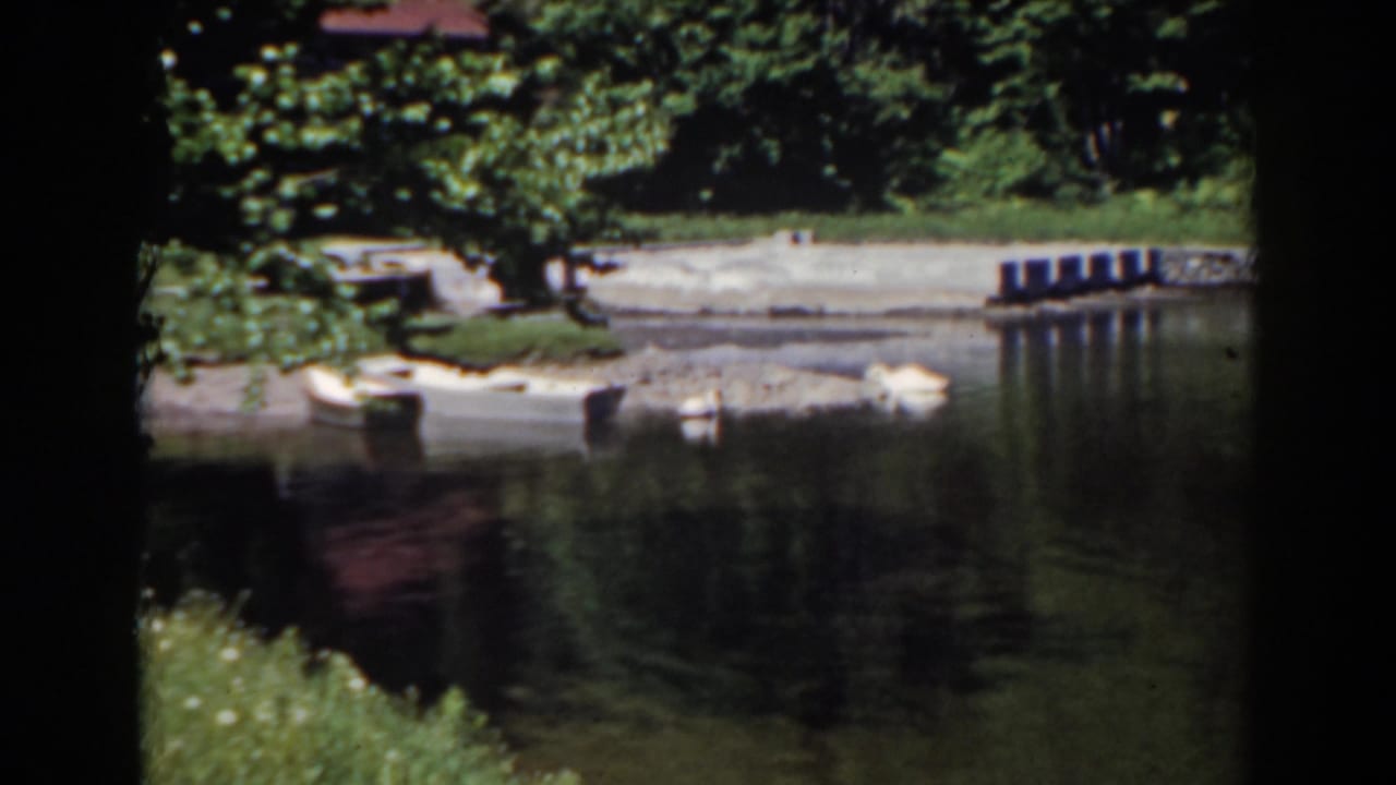 Swans on a calm pond with trees, shoreline, and wooden posts in the background.