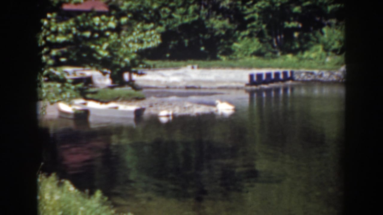 Two swans glide near a shore with trees, reflected water, and a small dock-like edge.