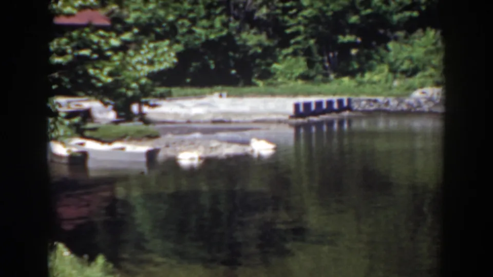 Mount Washington area home-movie frame with swans on reflective pond water and a leafy shoreline in the background.