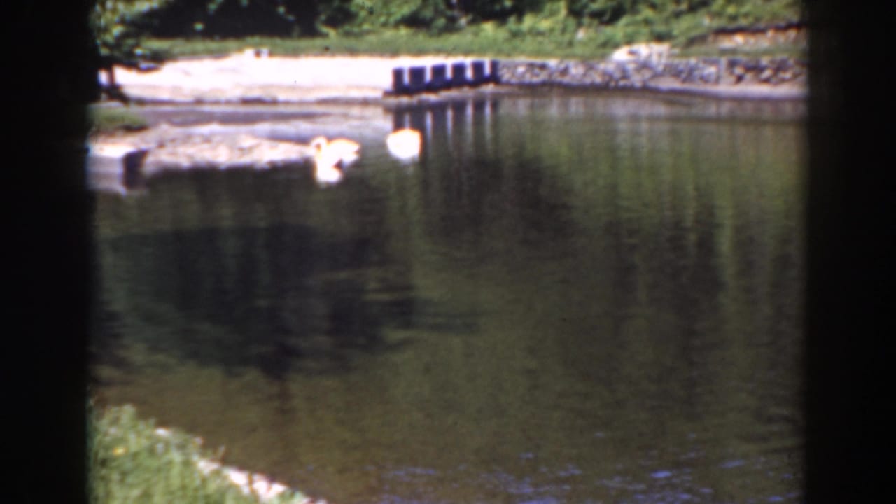 White birds on a calm pond near a stone shoreline and small dock.