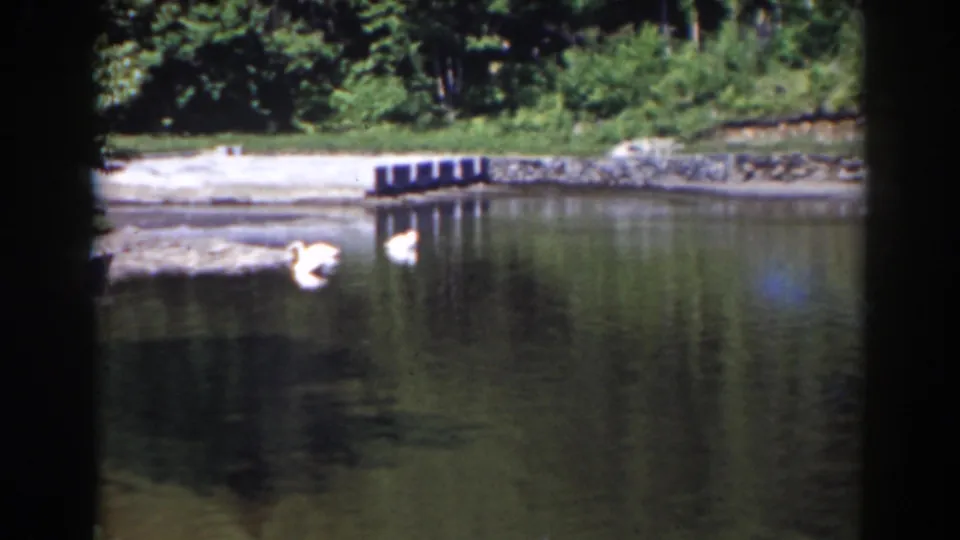A white bird crosses the foreground of the still pond, with a small dock and wooded New Hampshire shore behind it.