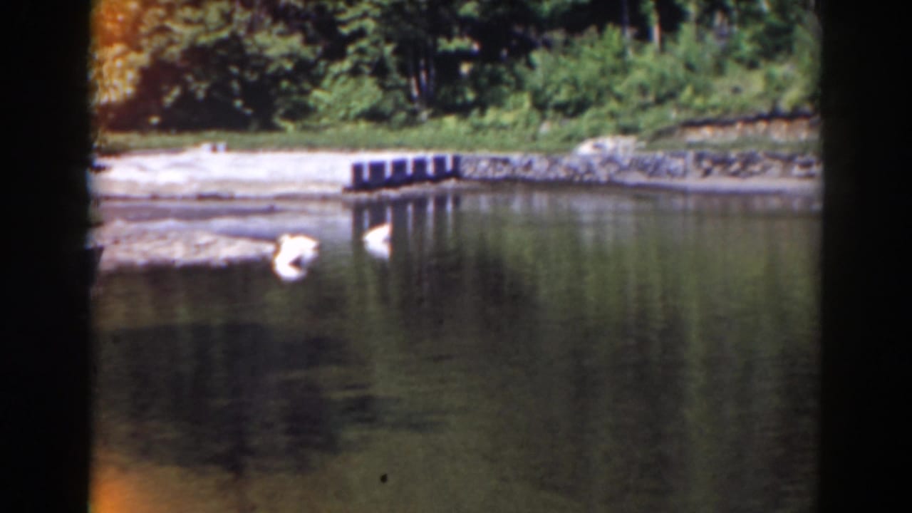 White swans on a pond near a stone-lined shore and trees.