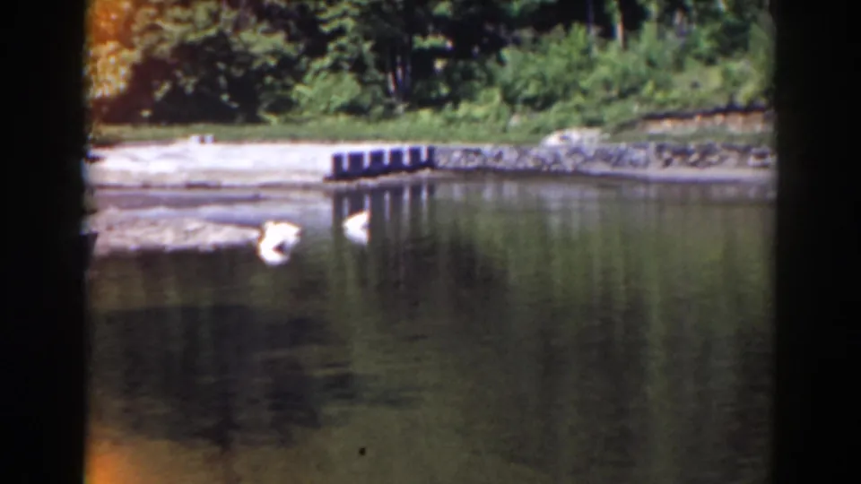 White swans on a pond with a stone-lined edge and wooded background, from 1938 Mount Washington, New Hampshire home-movie footage.