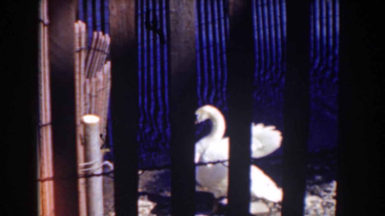 A white swan stands or floats behind vertical wooden bars near dark water in the 1938 Mount Washington home-movie scene.
