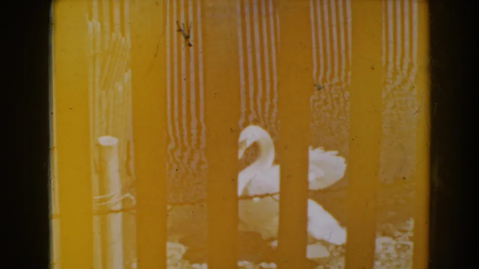 A white swan appears behind vertical bars in the Mount Washington footage, with a strong yellow exposure shift across the 8mm frame.
