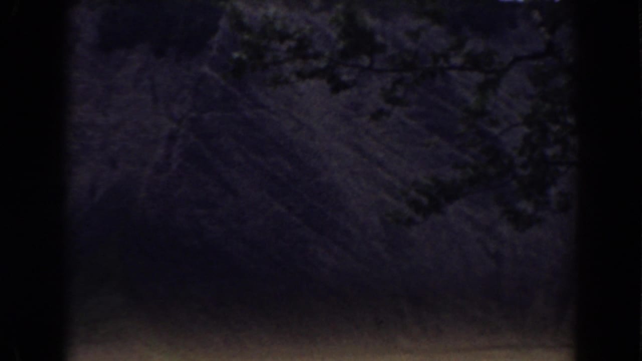 Dark wooded view with faint tree branches and film-frame borders.