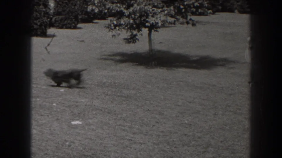 The small dark dog runs across the sunlit grass in the 1938 New Jersey park footage, with trees and frame edges visible.
