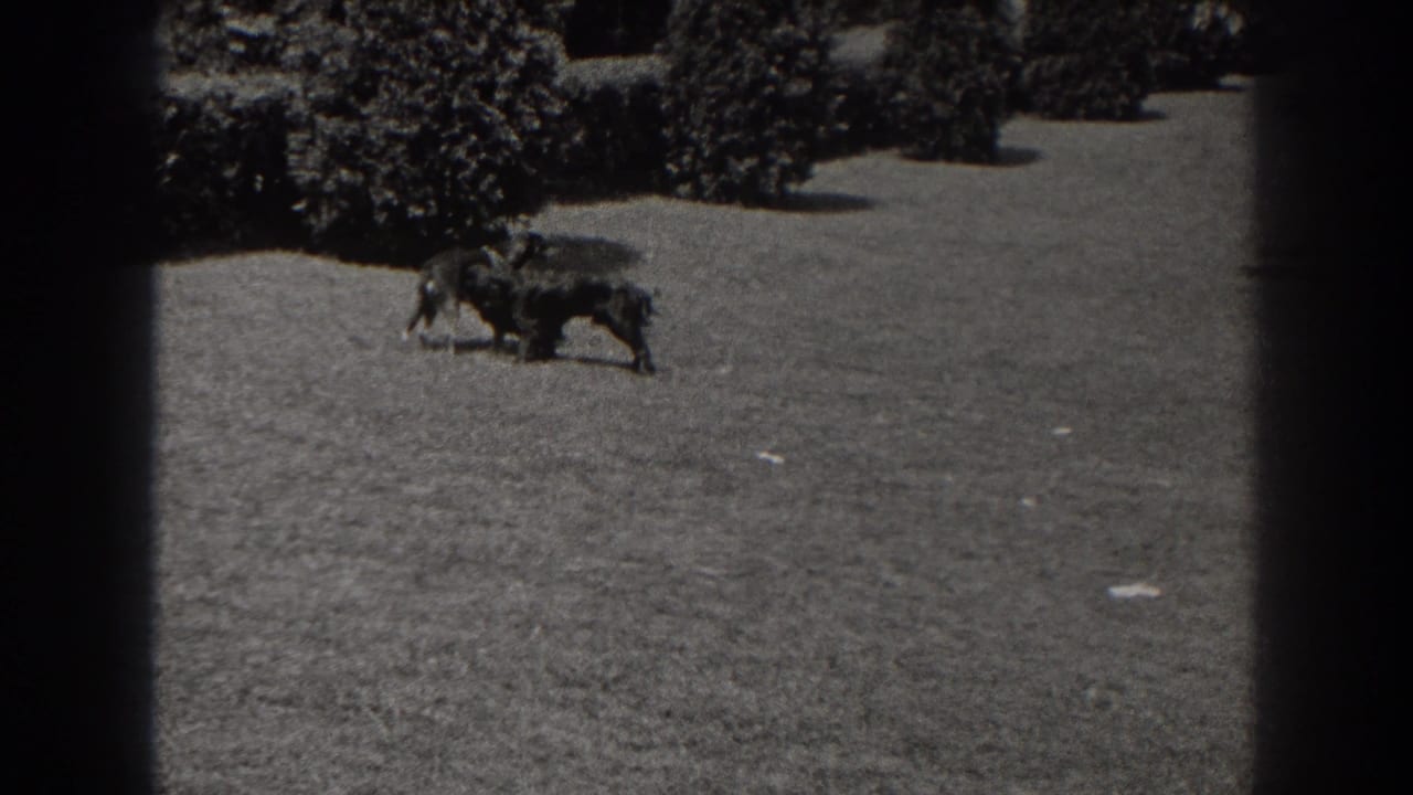 Two dogs move across a grassy lawn near shrubs.
