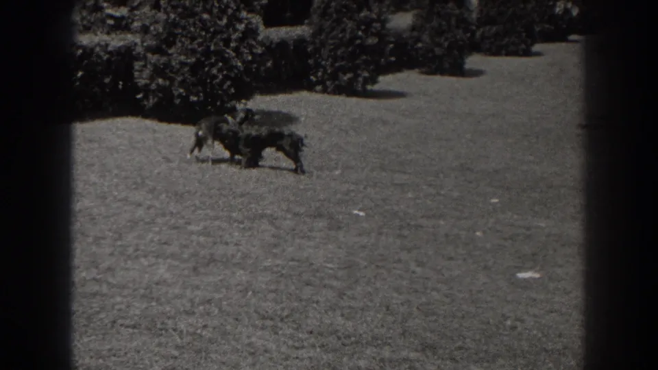 In 1938 New Jersey home-movie footage, two dogs cross an open lawn with shrubs in the background.