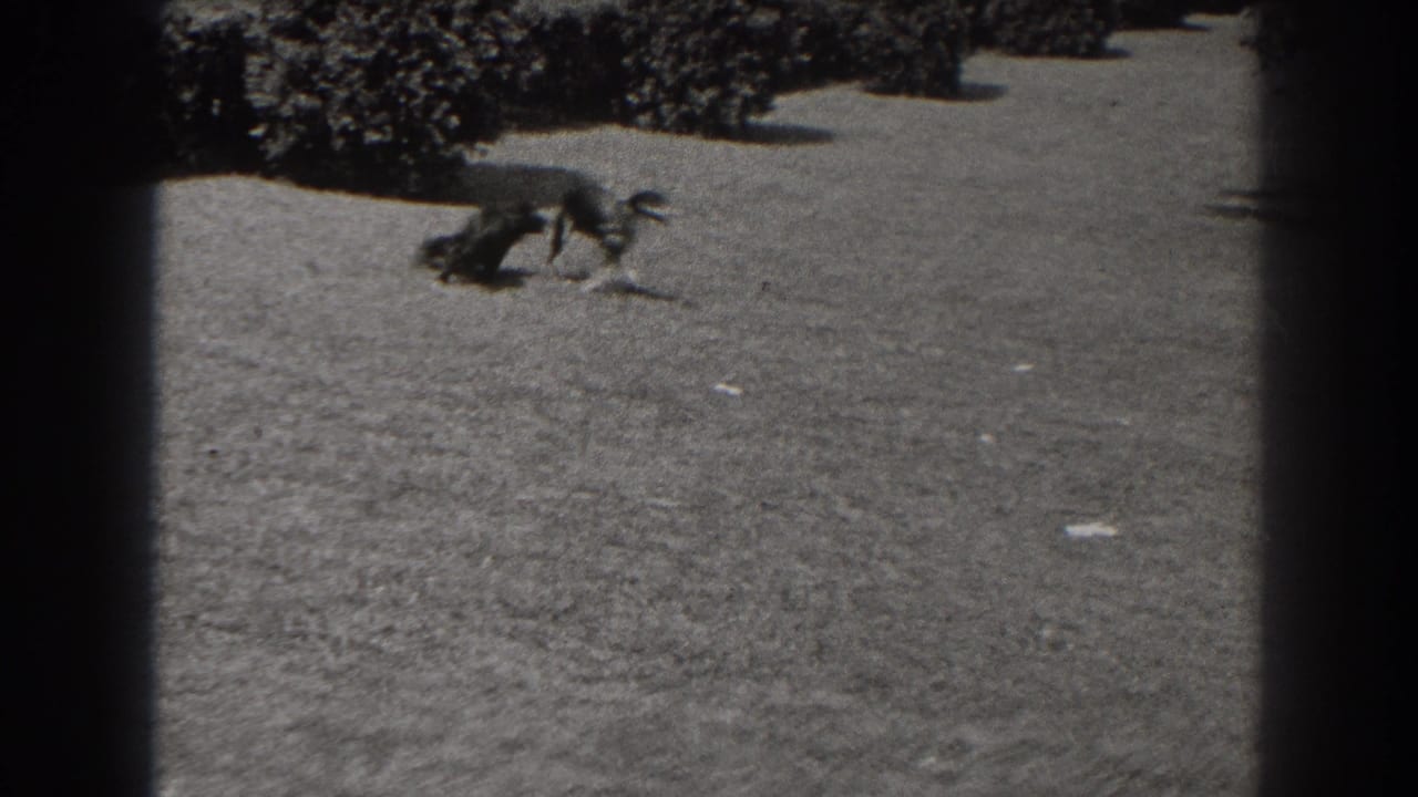 A dog runs across a sunlit grassy field in the 1938 New Jersey 8mm home-movie scene.