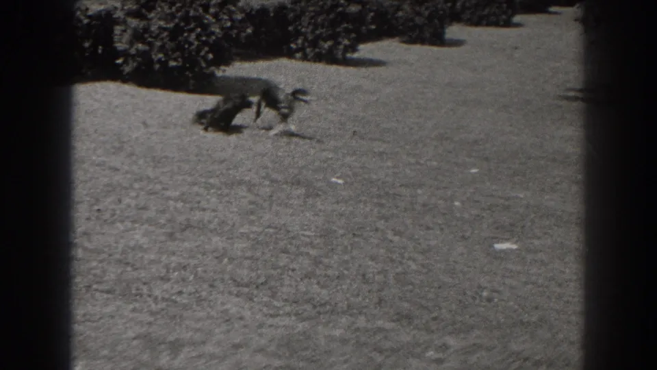 A dog runs across a sunlit grassy field in the 1938 New Jersey 8mm home-movie scene.