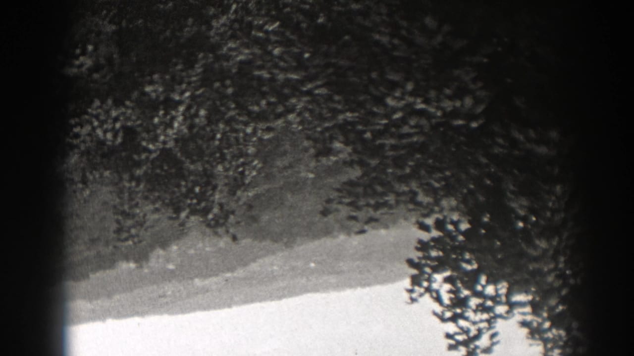 Upside-down black-and-white view of trees and a bright band of sky or ground.