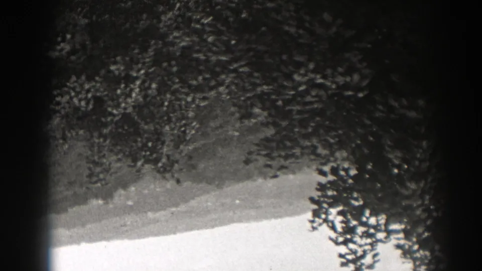 1938 New Jersey 8mm frame showing an upside-down wooded hillside with dense trees and a bright lower band.