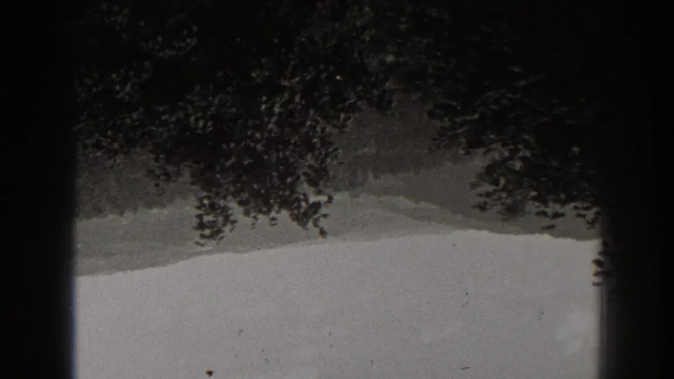 Black-and-white 8mm frame from New Jersey showing tree canopy above a pale open expanse, with visible film grain and rounded border.