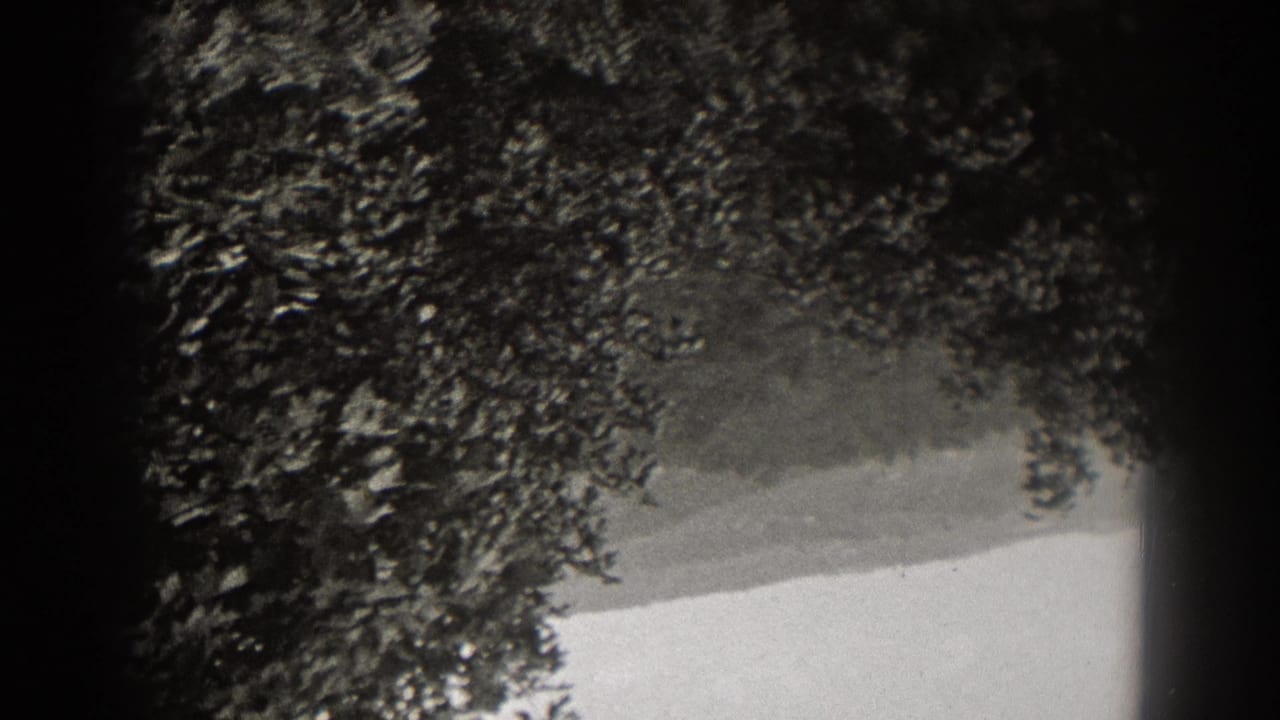 Dark tree foliage beside a pale outdoor area with heavy vignette and grain.