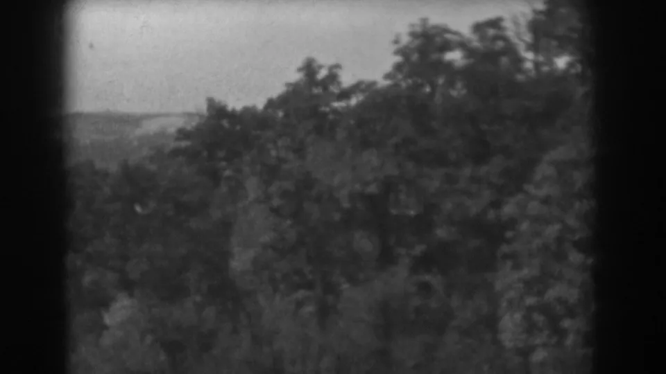 1938 home-movie frame showing dense Vineland vegetation with a faint distant horizon behind the trees.