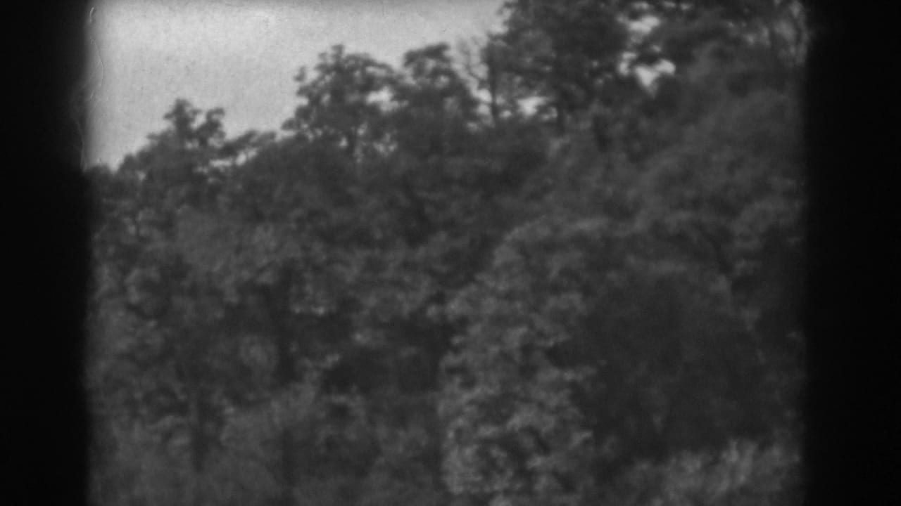 1938 Vineland, New Jersey 8mm frame showing dense treetops, brush, pale sky, and dark rounded film borders.