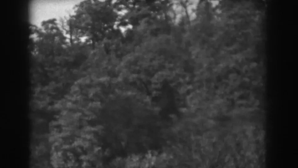 1938 Vineland home-movie frame showing a close, soft view of forest brush and treetops within rounded 8mm borders.