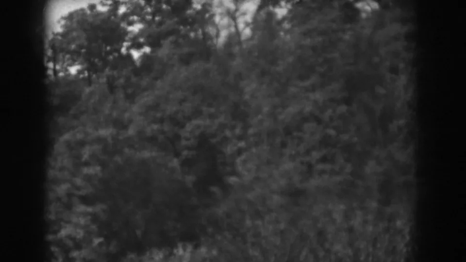 1938 Vineland 8mm frame showing dense foliage, tree silhouettes, pale sky, and heavy dark borders from the film scan.
