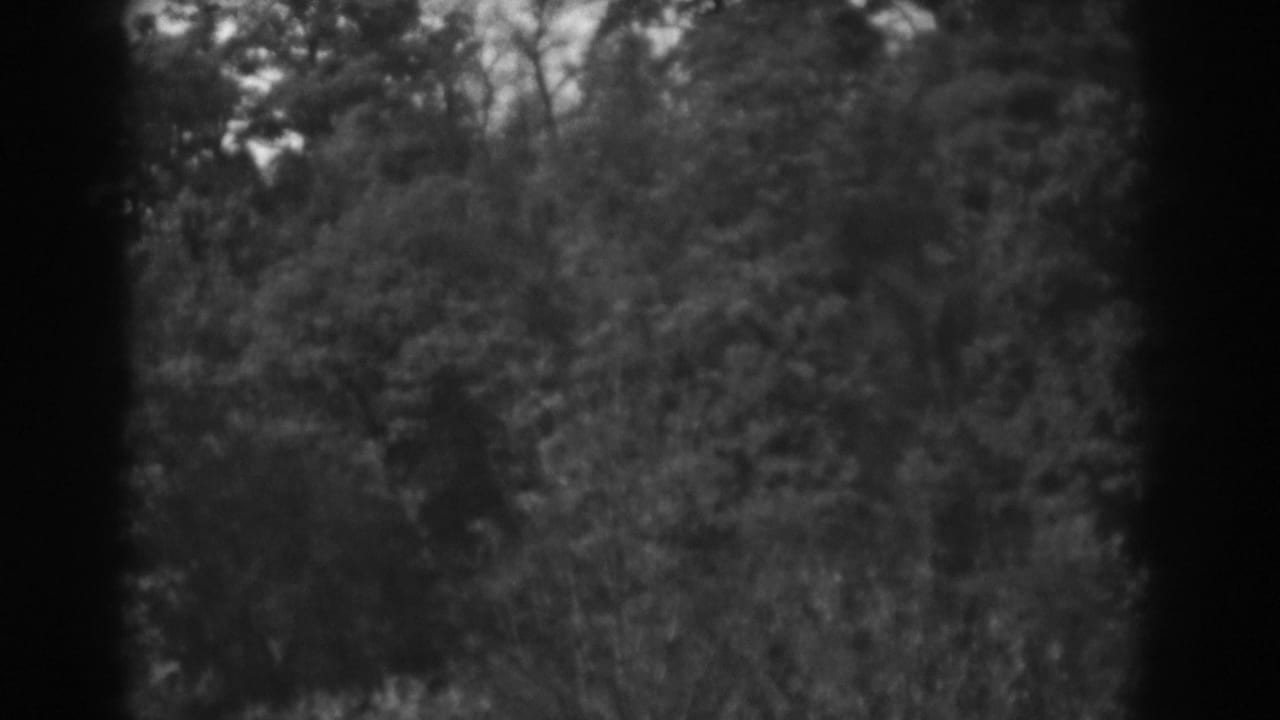Soft black-and-white view of dense trees and brush framed by dark 8mm gate edges.