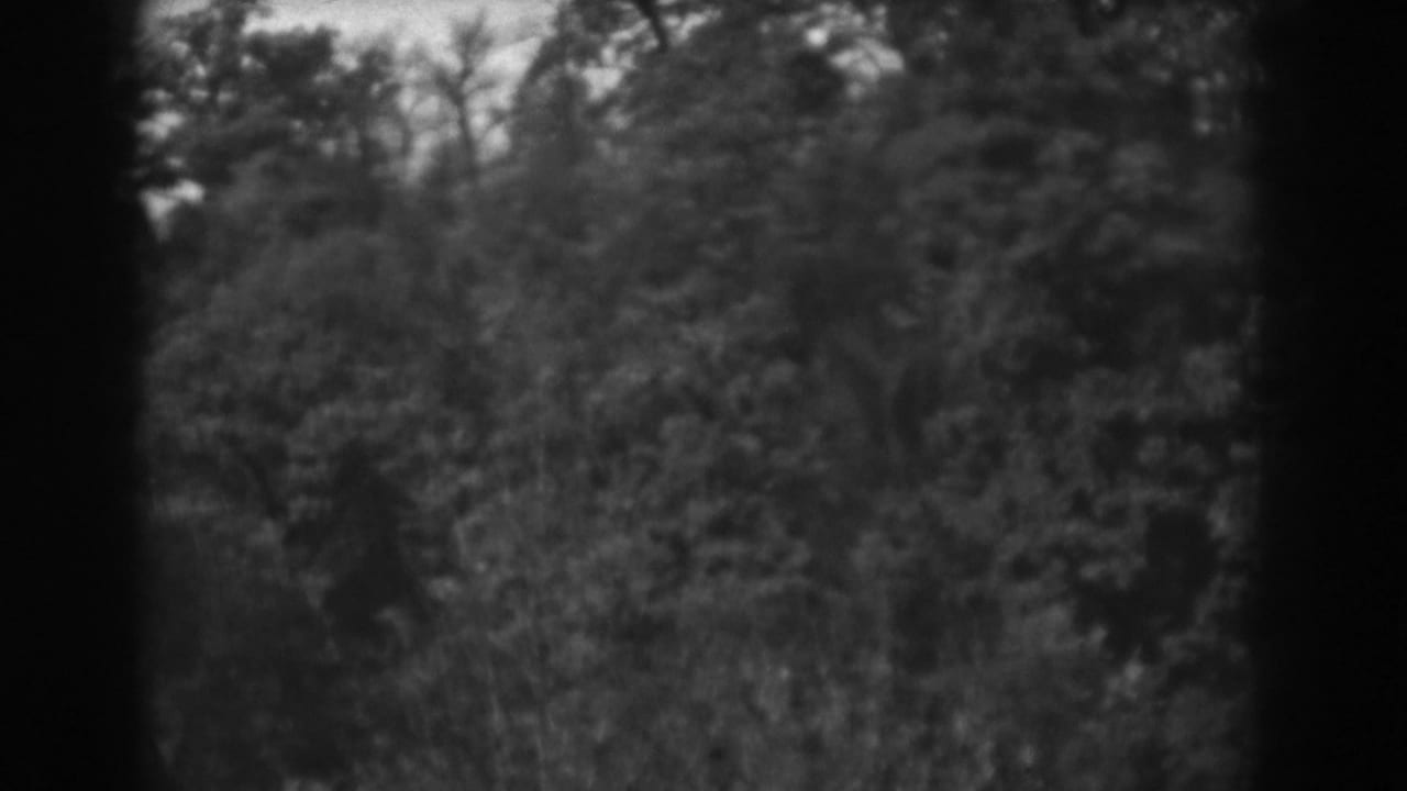 1938 Vineland, New Jersey home-movie frame with trees and brush seen through soft 8mm focus and gate shadow.