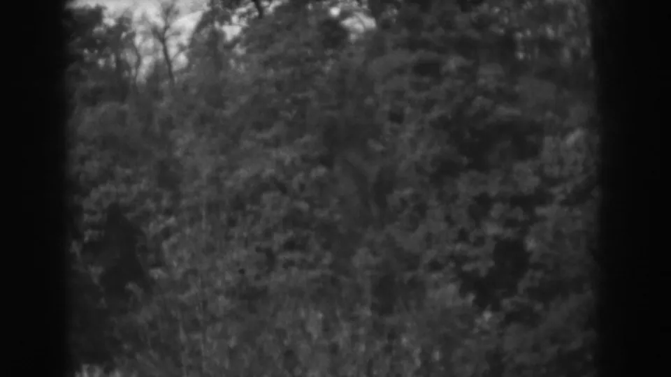 1938 Vineland, New Jersey 8mm frame showing a dense wooded area with branches, brush, grain, and a dark gate edge.