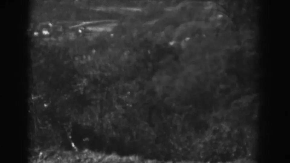 1938 Vineland, New Jersey 8mm frame of trees and undergrowth with visible gate shadows and a faint horizontal line.