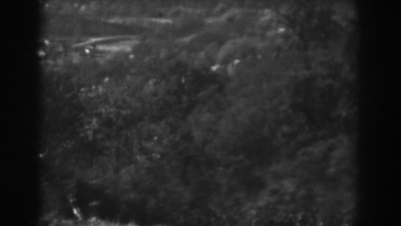 Soft black-and-white view of dense trees and brush, partially obscured by dark film edges.