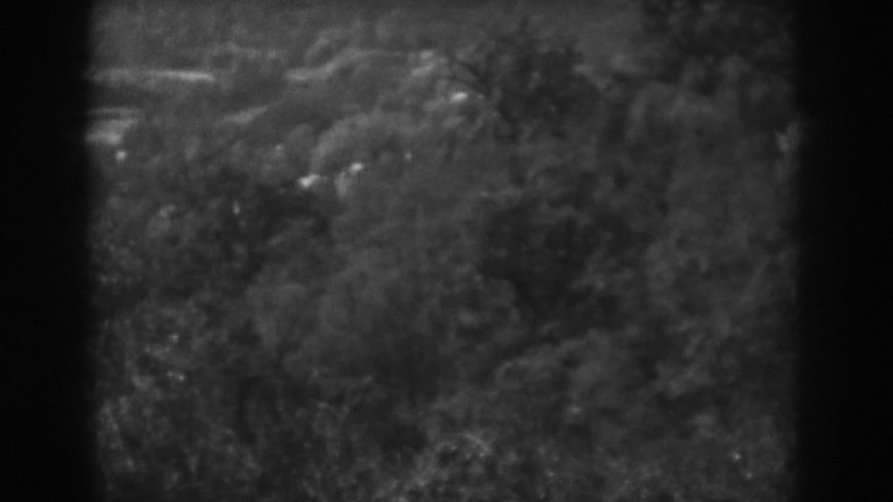 1938 Vineland, New Jersey footage frame with dense foliage and indistinct wooded ground in soft black-and-white 8mm texture.