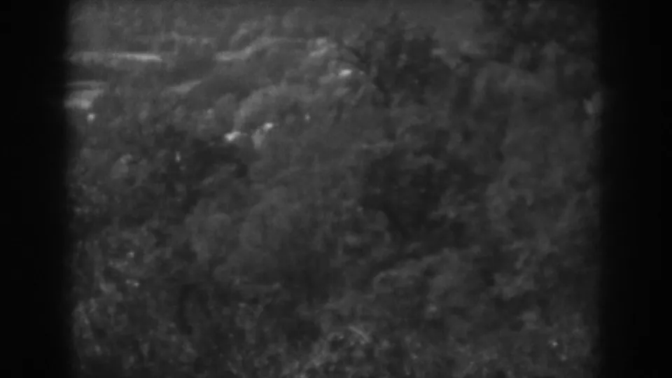1938 Vineland, New Jersey footage frame with dense foliage and indistinct wooded ground in soft black-and-white 8mm texture.