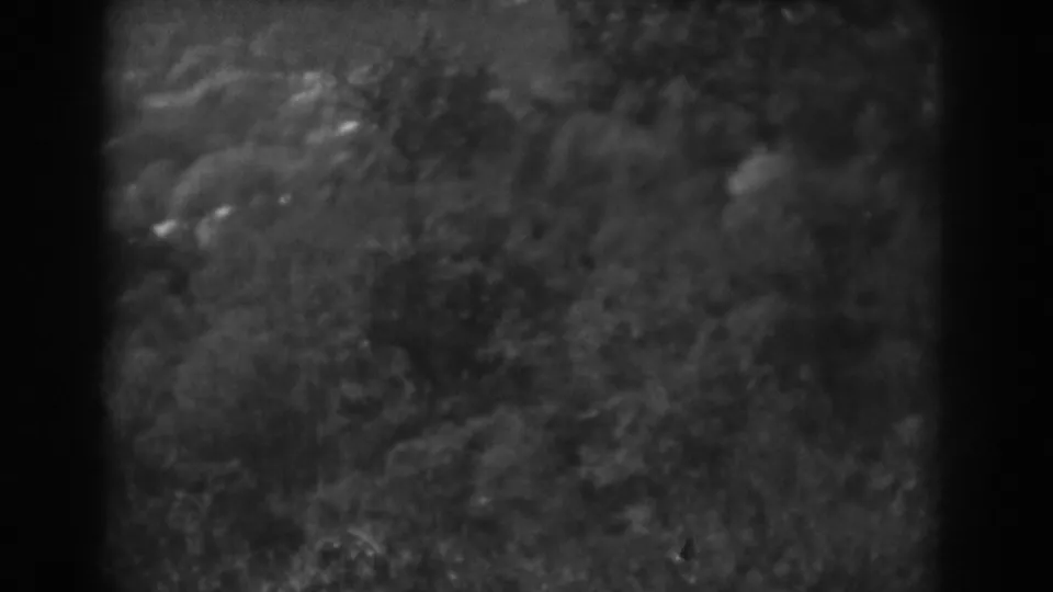 1938 Vineland, New Jersey home-movie frame showing an overgrown wooded landscape with no visible people or structures.