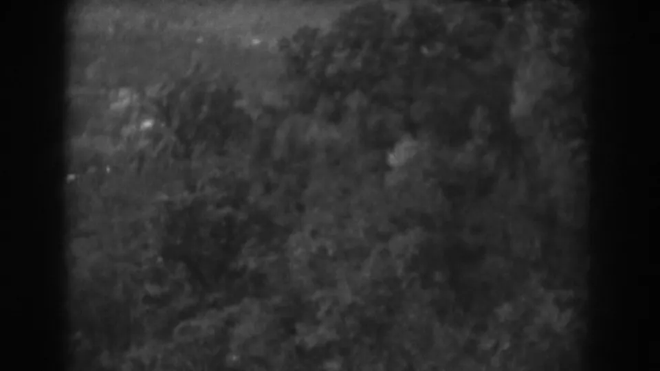 1938 Vineland, New Jersey 8mm frame of dense trees and undergrowth, softened by grain and uneven exposure.