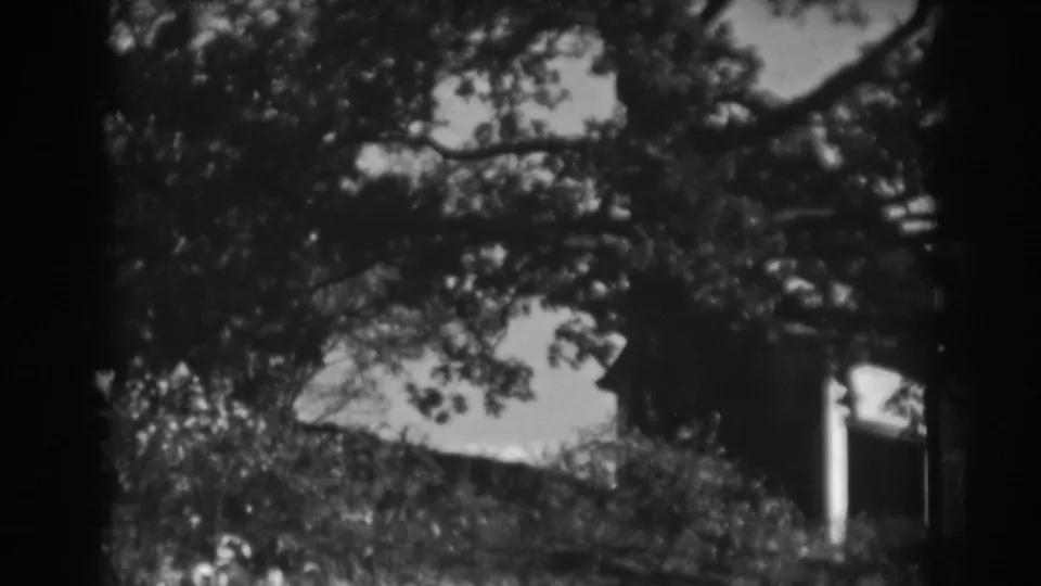 Grainy 8mm frame from Vineland with a central tree trunk, dense foliage, and part of a house visible at the right.
